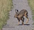 Lepus_europaeus_pa7030824