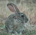 Lepus_saxatilis_db2816