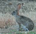 Lepus_saxatilis_db2818