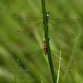 Lestes_barbarus_a4671