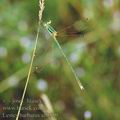 Lestes_barbarus_af0519