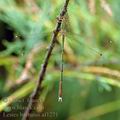 Lestes_barbarus_af1271