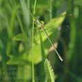 Lestes_barbarus_af2382