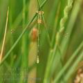 Lestes_barbarus_bg4860