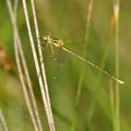 Lestes_barbarus_bg4866