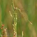 Lestes_barbarus_bg4870