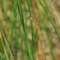 Lestes_barbarus_bg4881