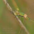 Lestes_barbarus_bg4888