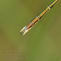 Lestes_barbarus_bg4895