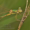 Lestes_barbarus_bg4903