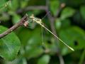 Lestes_barbarus_cc4939s