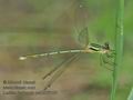 Lestes_barbarus_pa5276103