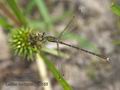 Lestes_barbarus_pd9153