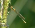 Lestes_dryas_a354