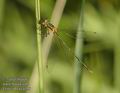 Lestes_dryas_a356