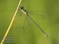 Lestes_dryas_a357