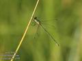 Lestes_dryas_a359