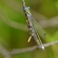 Lestes_dryas_bc9513