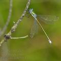 Lestes_dryas_bc9514