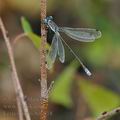 Lestes_dryas_bd6818