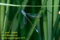 Lestes_macrostigma_2519