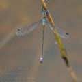 Lestes_sponsa_bd6867