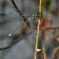 Lestes_sponsa_bd6903