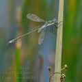 Lestes_sponsa_bd7052