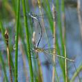 Lestes_sponsa_bd7068