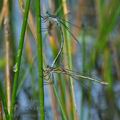 Lestes_sponsa_bd7072