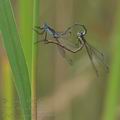 Lestes_sponsa_bd7099