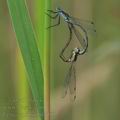 Lestes_sponsa_bd7105