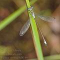 Lestes_sponsa_bd8140