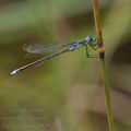 Lestes_sponsa_bd8224