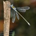 Lestes_sponsa_bd8372