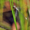 Lestes_sponsa_bh2078