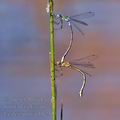 Lestes_sponsa_bh2313