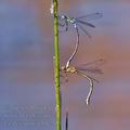 Lestes_sponsa_bh2313