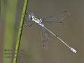 Lestes_sponsa_pf4327