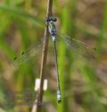 Lestes_sponsa_rc5930