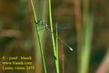 Lestes_virens_2475