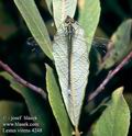 Lestes_virens_4248