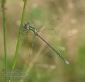 Lestes_virens_ac5102