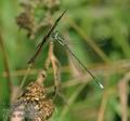 Lestes_virens_ac5227