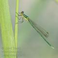 Lestes_virens_af3473