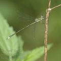 Lestes_virens_af8030