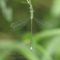 Lestes_virens_af8035