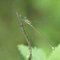 Lestes_virens_af8041