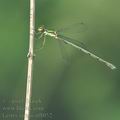 Lestes_virens_af8052