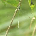 Lestes_virens_af8075